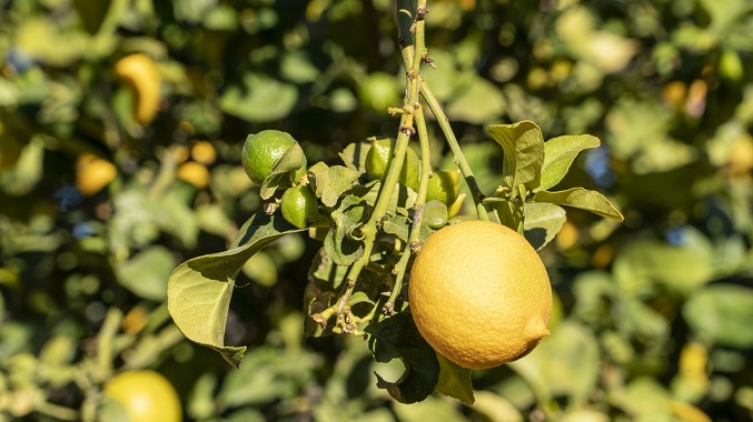 citron fruit du citronnier